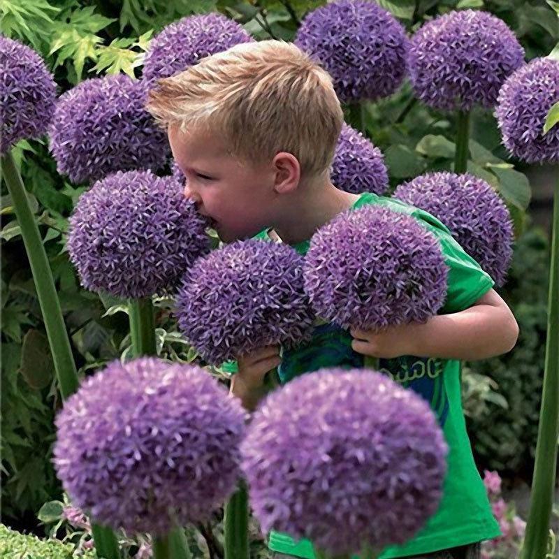 Giant Purple Allium Flower Seeds – Allium giganteum - SHOP SEEDS
