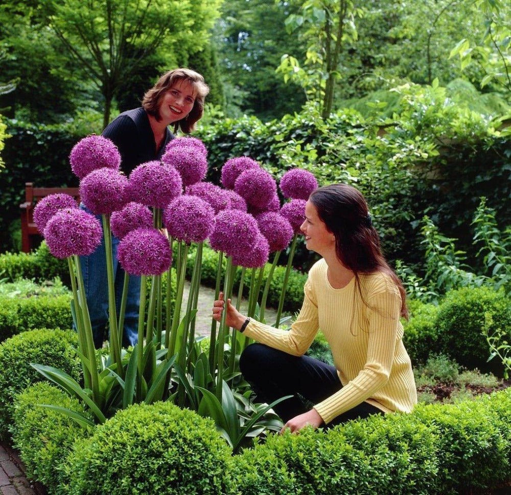 Giant Purple Allium Flower Seeds – Allium giganteum - SHOP SEEDS