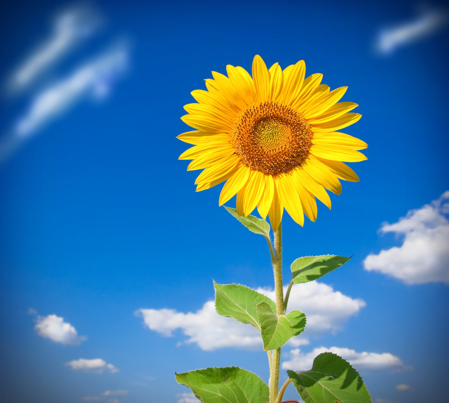 Giant Single – Sunflower Seeds – Helianthus annuus - SHOP SEEDS