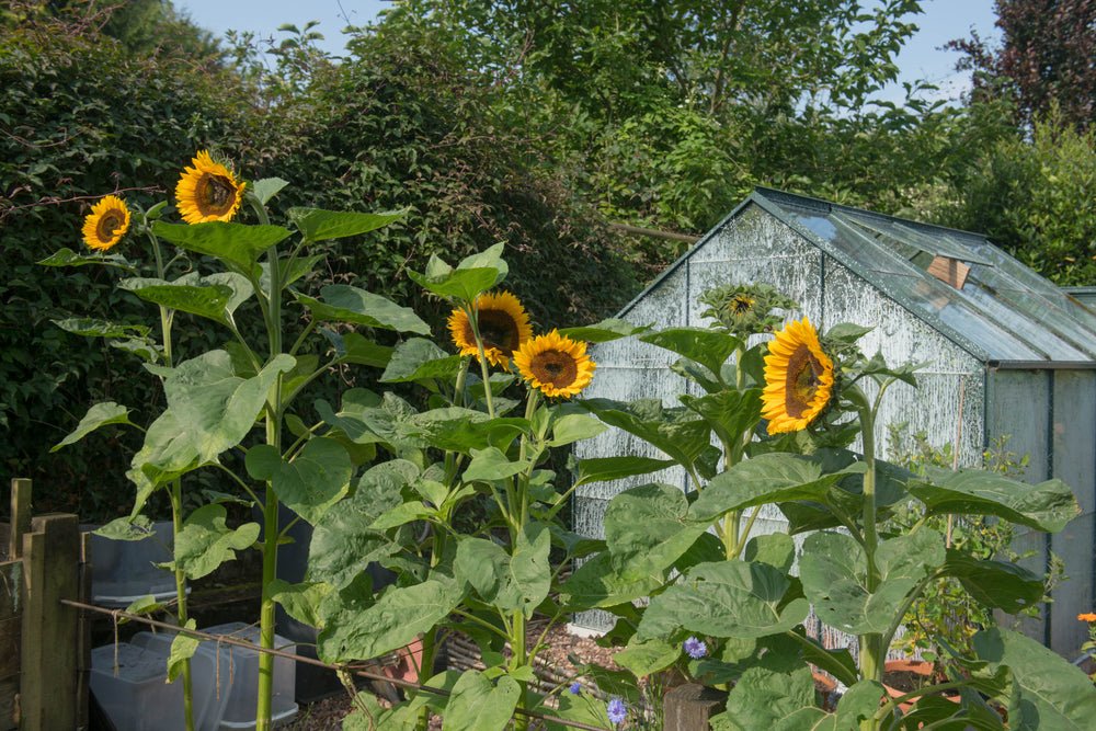 Giant Single – Sunflower Seeds – Helianthus annuus - SHOP SEEDS