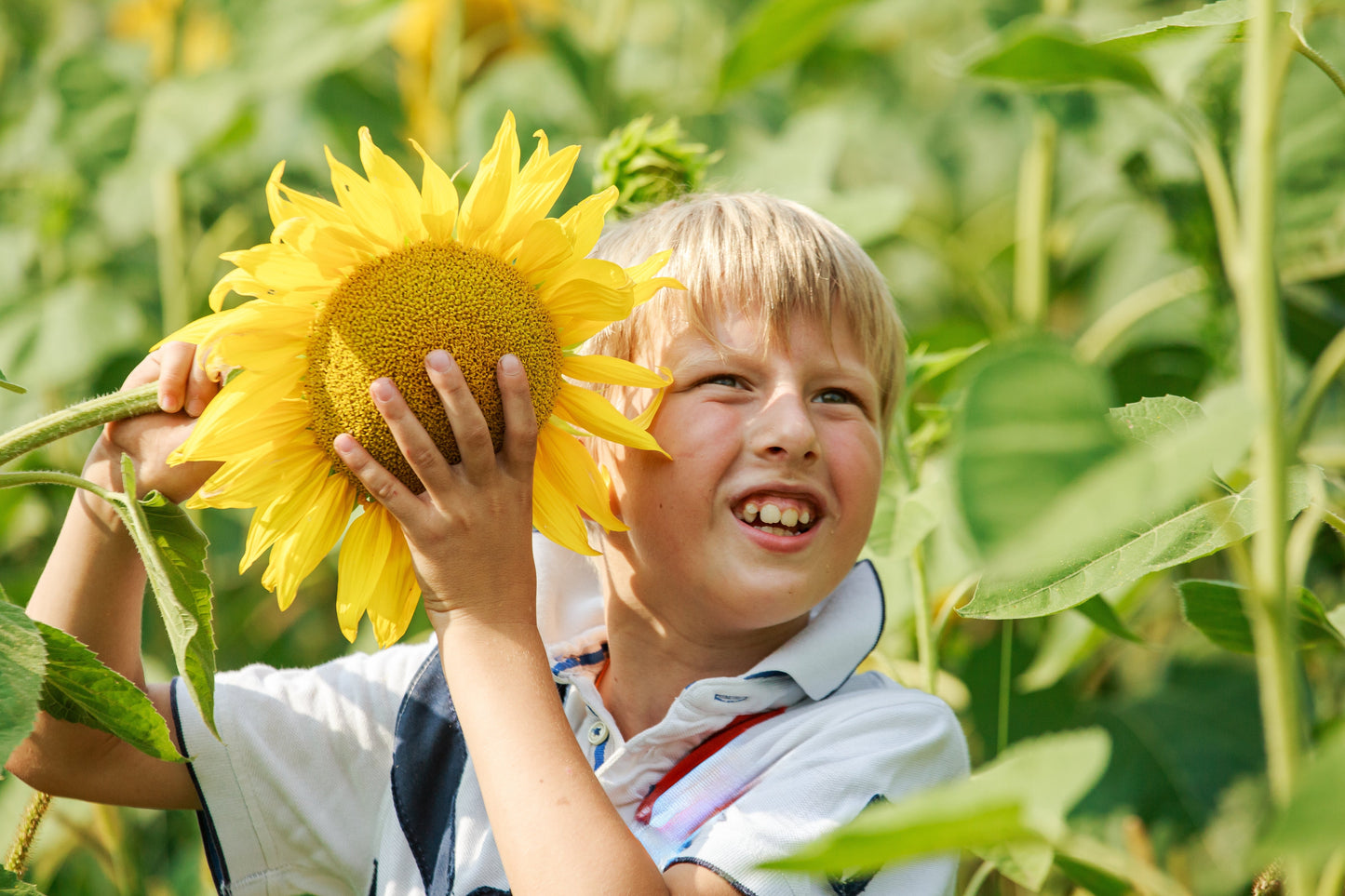 Giant Single – Sunflower Seeds – Helianthus annuus - SHOP SEEDS