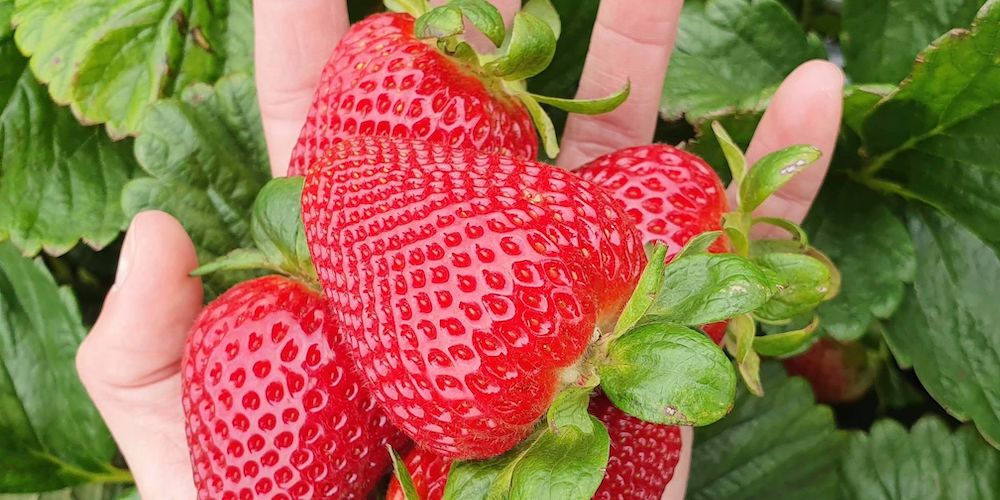 Giant Strawberry Seeds – Fragaria x ananassa - SHOP SEEDS