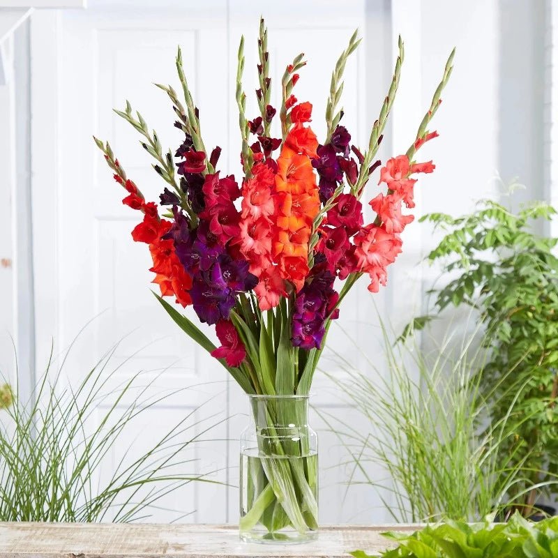 Gladiolus Seeds Mixed Colours – Gladiolus - SHOP SEEDS