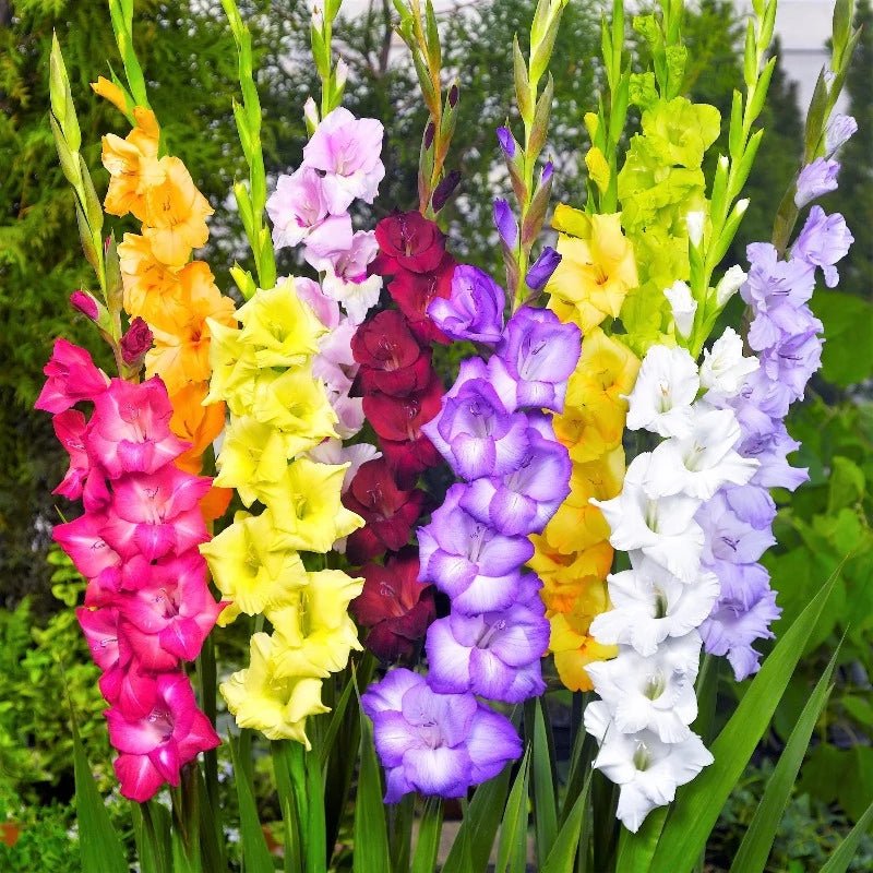 Gladiolus Seeds Mixed Colours – Gladiolus - SHOP SEEDS