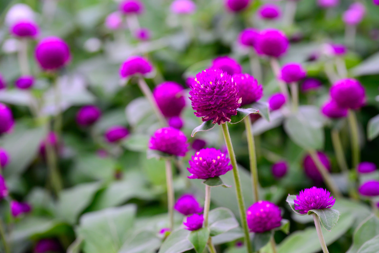 Globe Amaranth Mixed Colours Seeds – Gomphrena globosa - SHOP SEEDS
