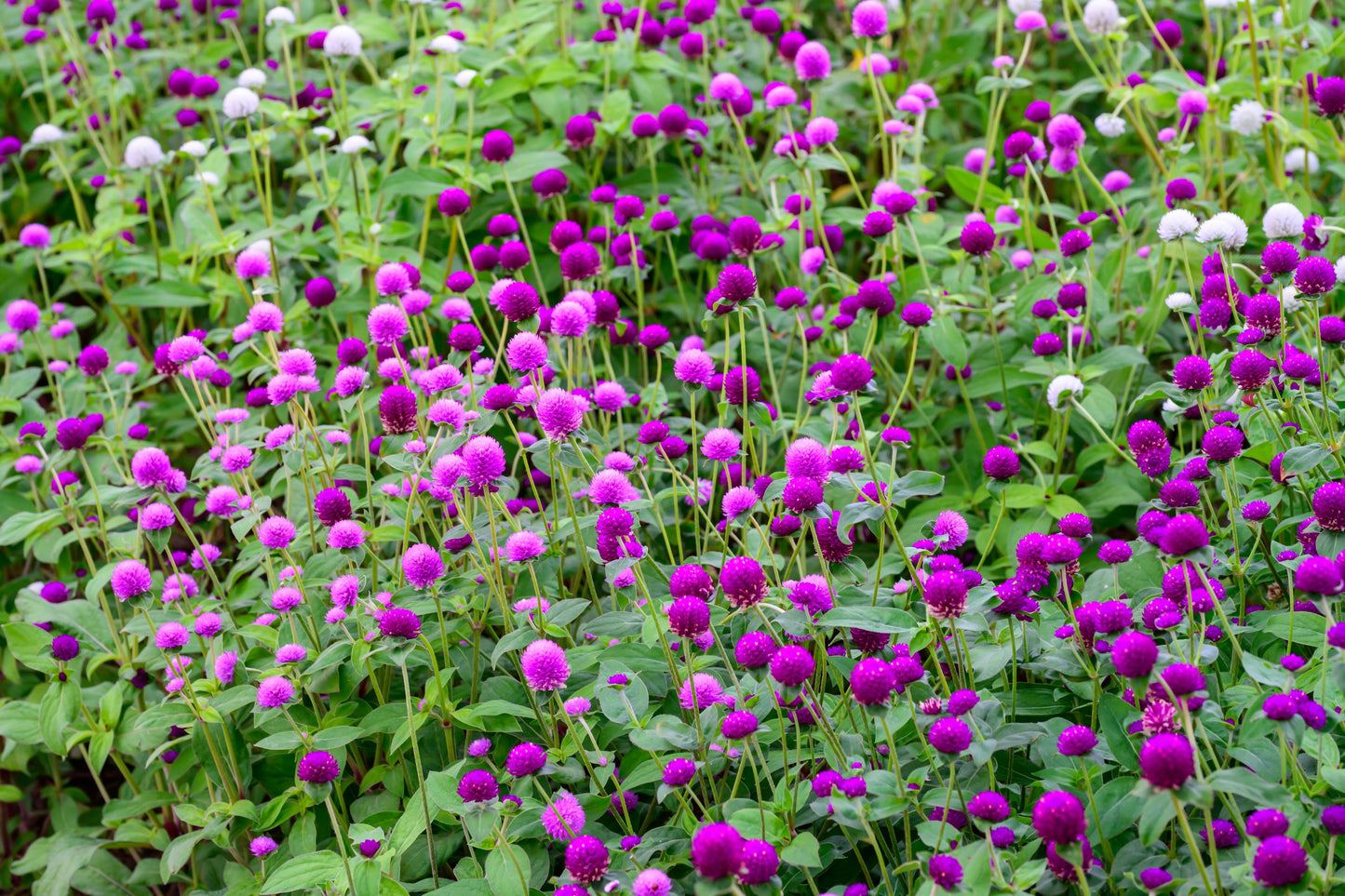 Globe Amaranth Mixed Colours Seeds – Gomphrena globosa - SHOP SEEDS