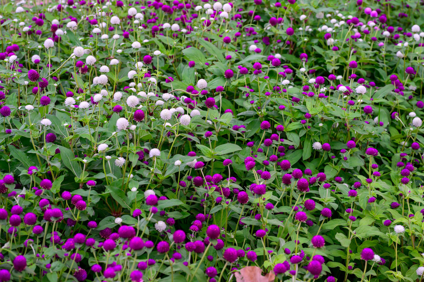 Globe Amaranth Tall Mix Seeds – Gomphrena globosa - SHOP SEEDS
