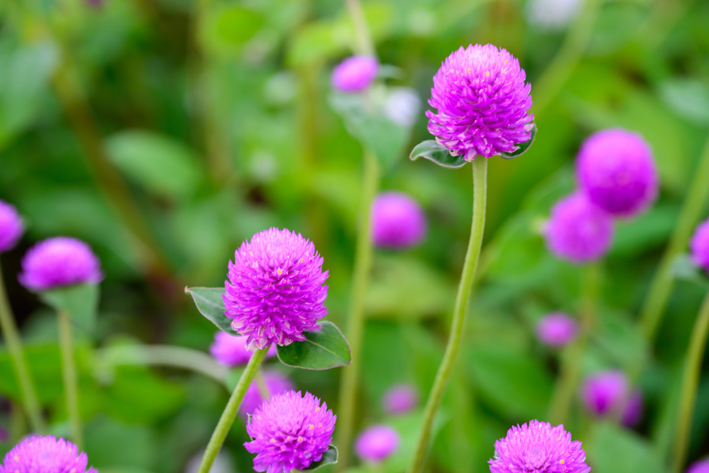 Globe Amaranth Tall Mix Seeds – Gomphrena globosa - SHOP SEEDS