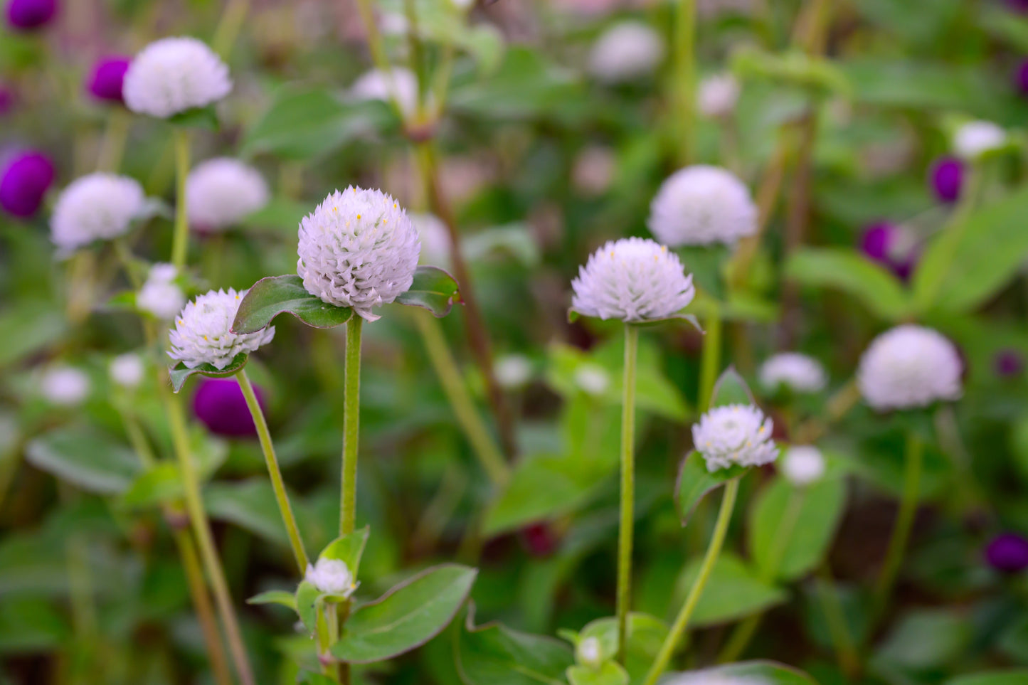 Globe Amaranth Tall Mix Seeds – Gomphrena globosa - SHOP SEEDS