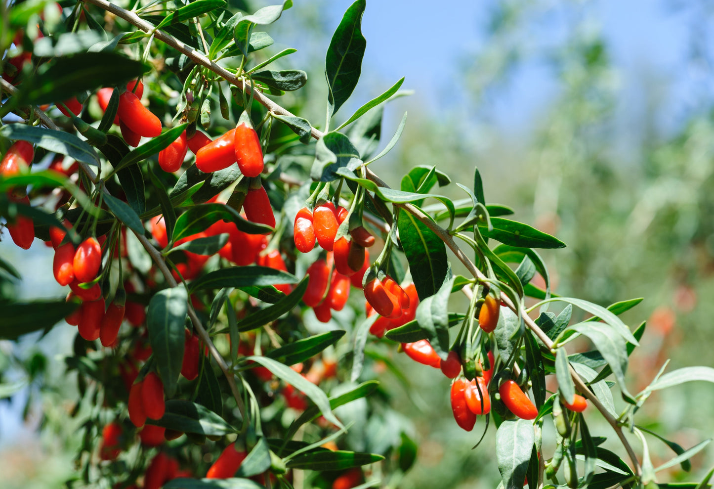 Goji Berry Seeds – Lycium barbarum (Wolfberries) - SHOP SEEDS
