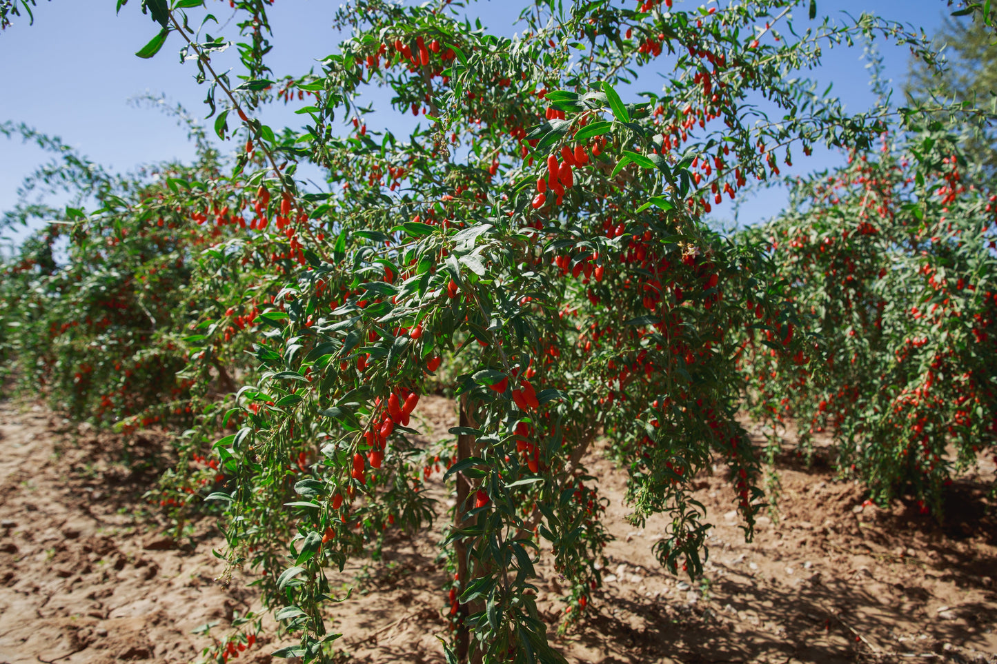 Goji Berry Seeds – Lycium barbarum (Wolfberries) - SHOP SEEDS