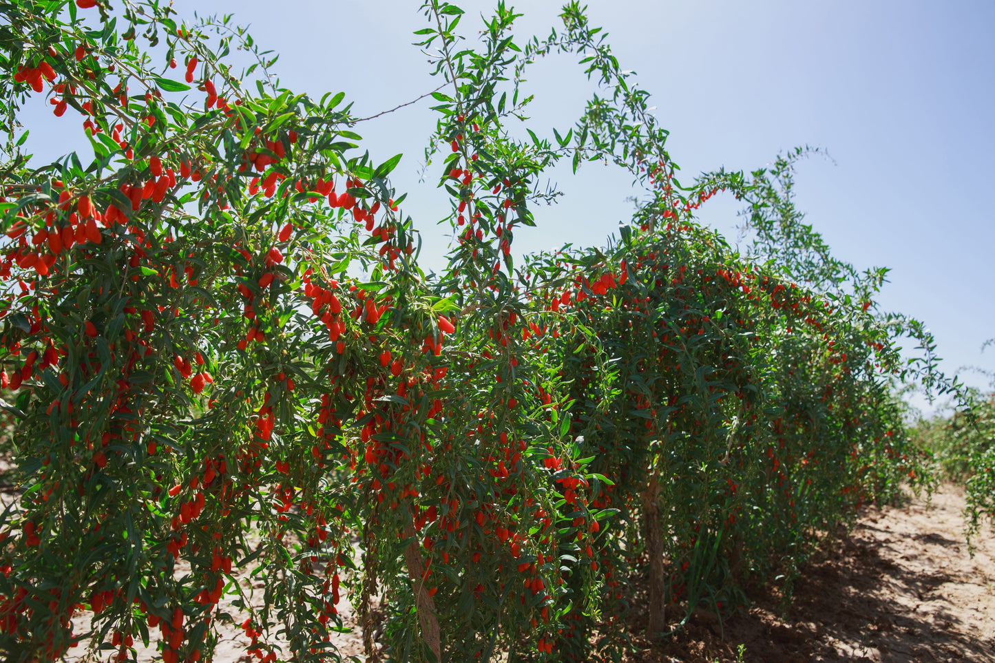 Goji Berry Seeds – Lycium barbarum (Wolfberries) - SHOP SEEDS