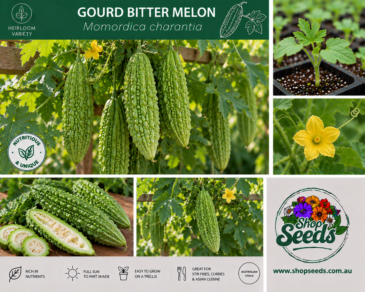 Gourd Bitter Melon - Momordica charantia - SHOP SEEDS