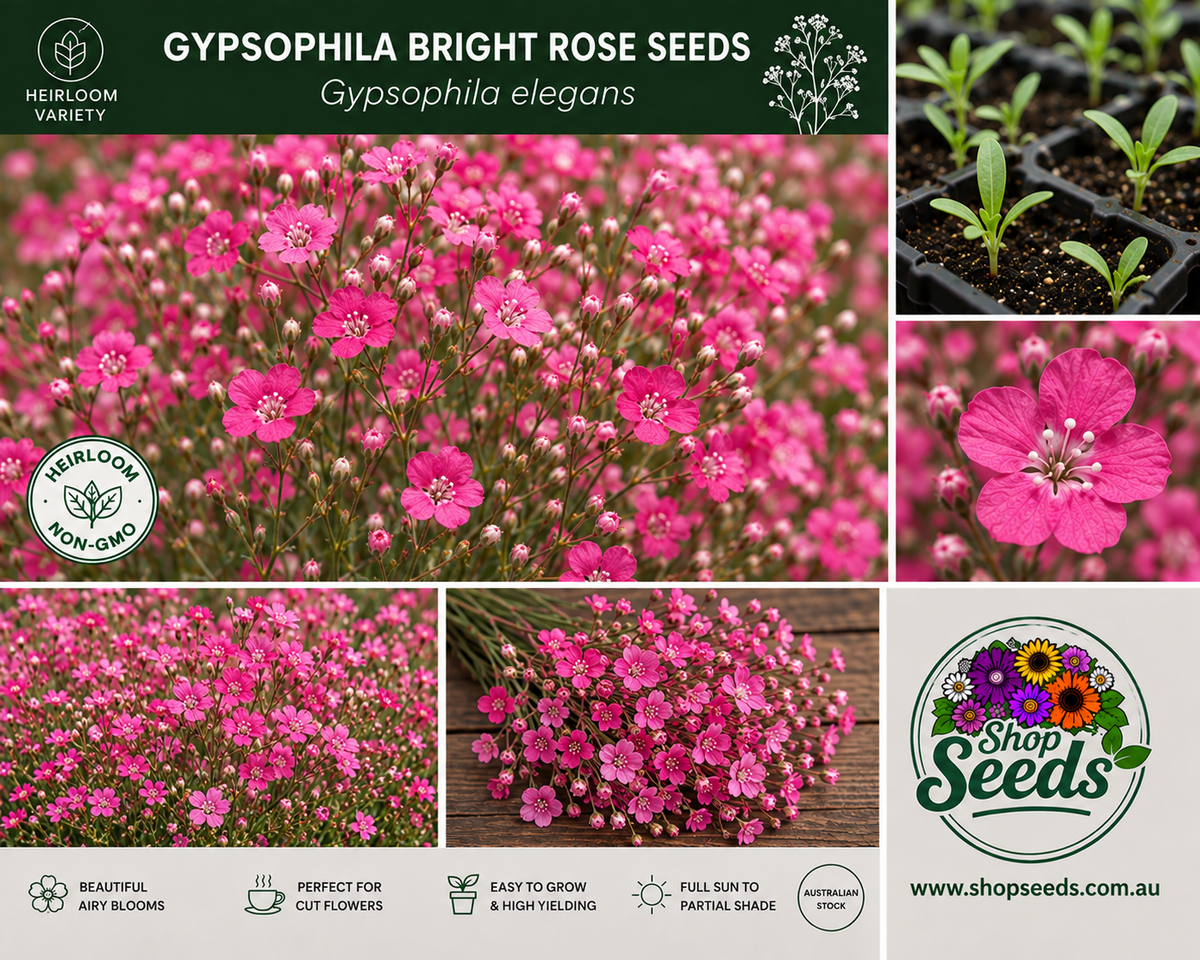 Gypsophila Bright Rose Seeds - Gypsophila elegans - SHOP SEEDS