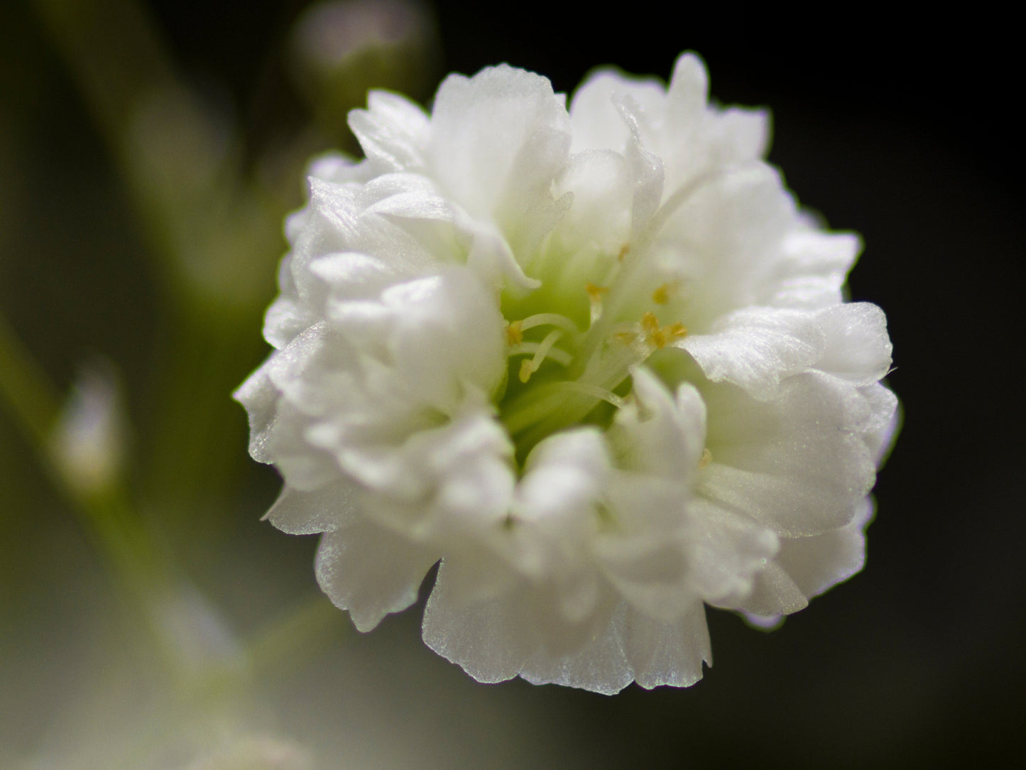 Gypsophila Covent Garden Seeds – Gypsophila elegans - SHOP SEEDS