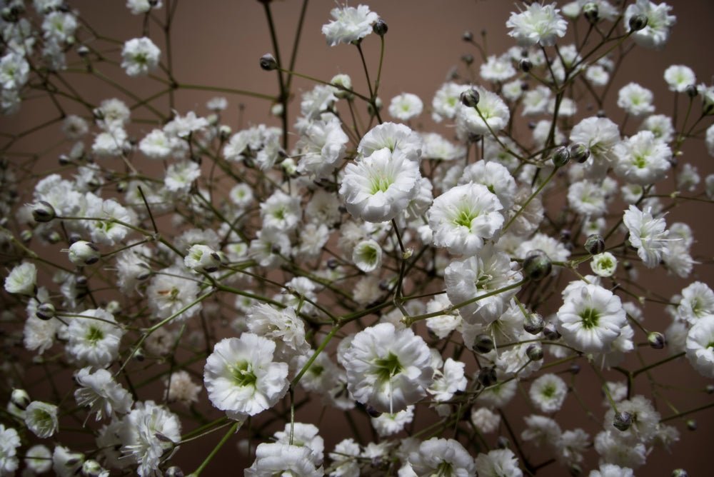 Gypsophila Covent Garden Seeds – Gypsophila elegans - SHOP SEEDS