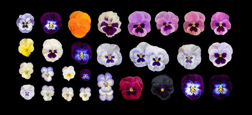Heartsease Johnny Jump Up Seeds – Viola tricolor - SHOP SEEDS