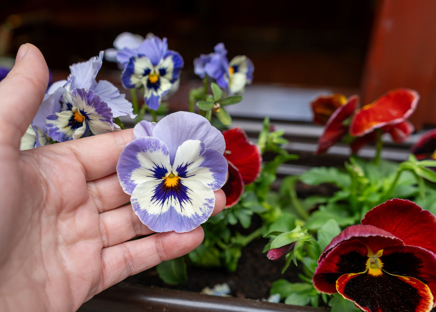 Heartsease Johnny Jump Up Seeds – Viola tricolor - SHOP SEEDS
