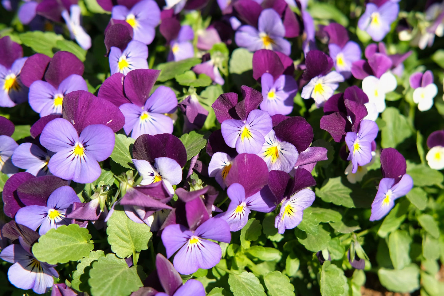 Heartsease Johnny Jump Up Seeds – Viola tricolor - SHOP SEEDS
