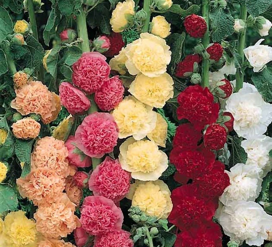 Hollyhock Chater’s Double Seeds – Alcea rosea - SHOP SEEDS