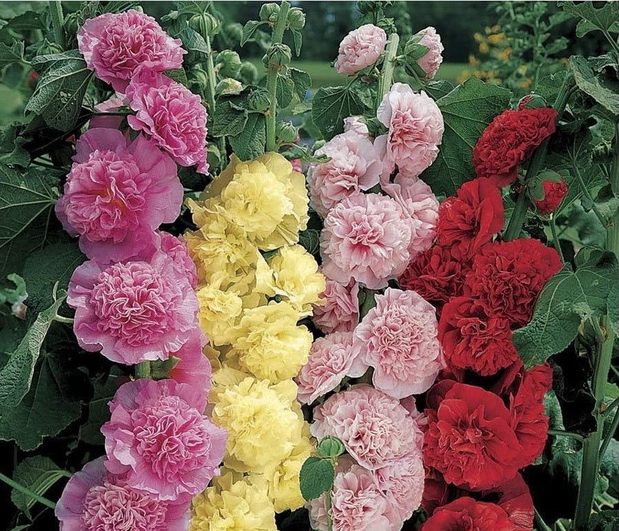 Hollyhock Chater’s Double Seeds – Alcea rosea - SHOP SEEDS