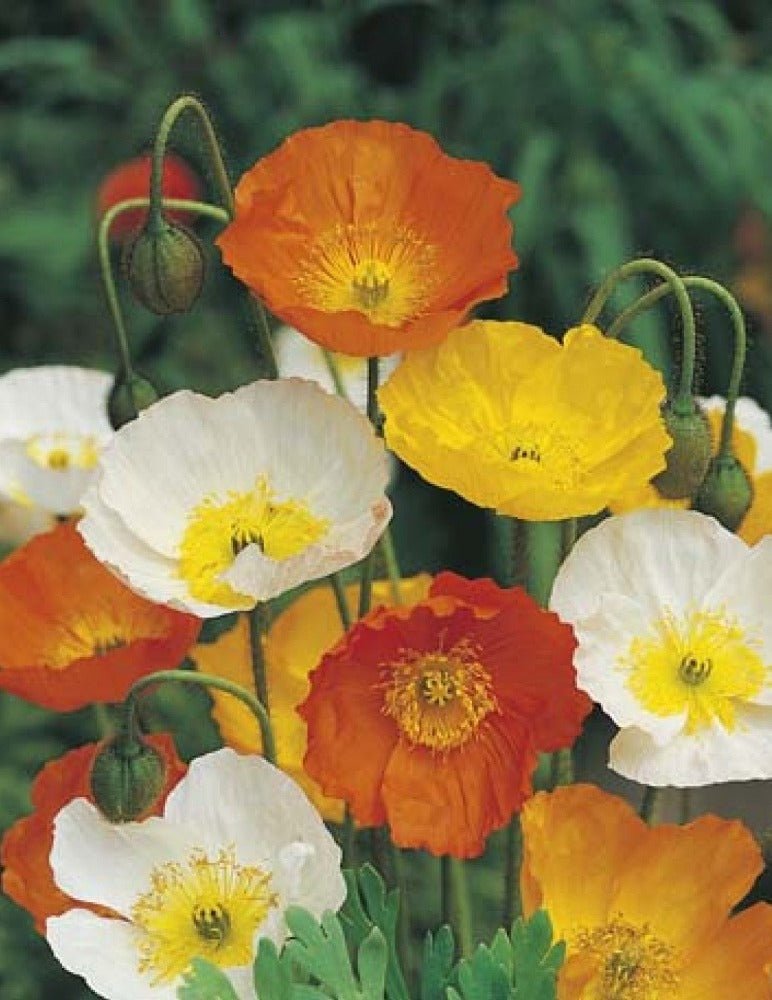 Iceland Poppy Flower Seeds – Papaver nudicaule - SHOP SEEDS