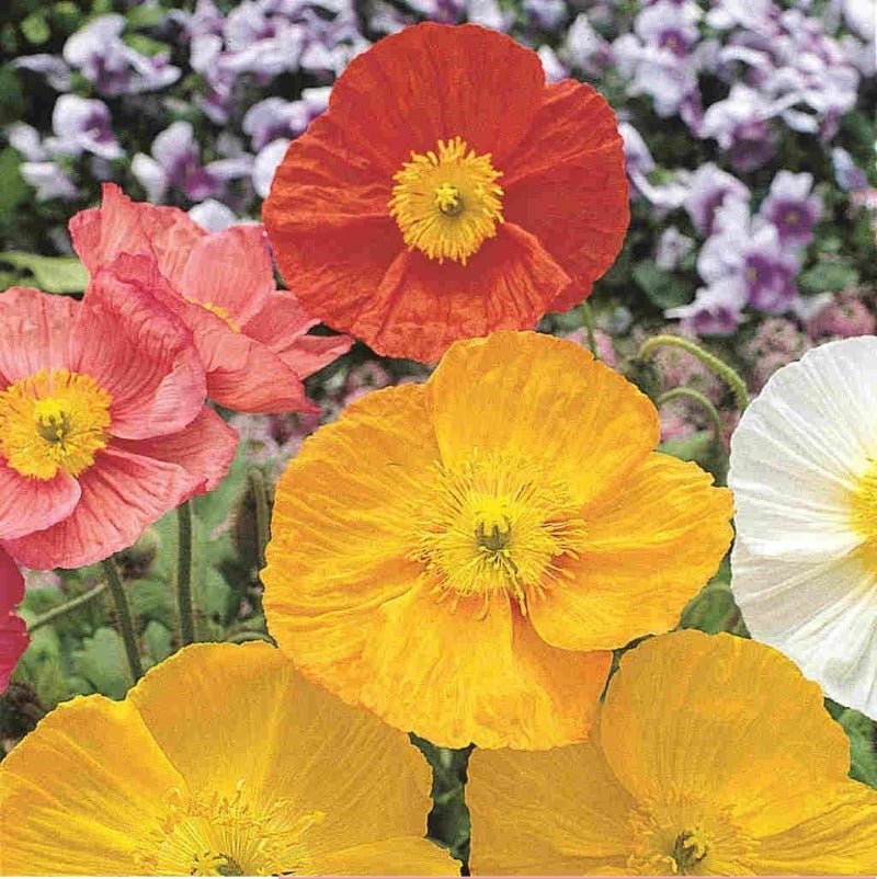 Iceland Poppy Flower Seeds – Papaver nudicaule - SHOP SEEDS