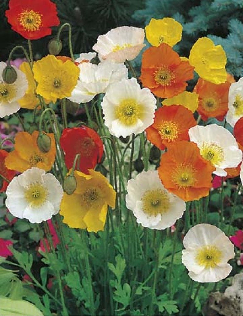 Iceland Poppy Flower Seeds – Papaver nudicaule - SHOP SEEDS