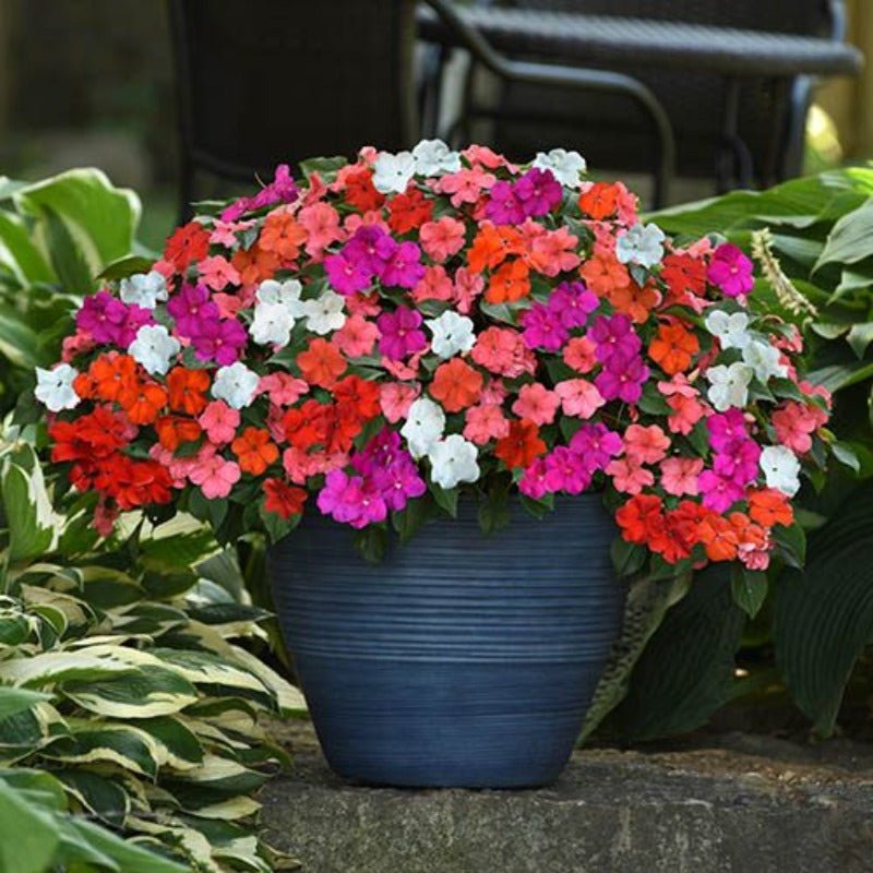 Impatiens Bizzie Lizzie Seeds – Impatiens walleriana - SHOP SEEDS