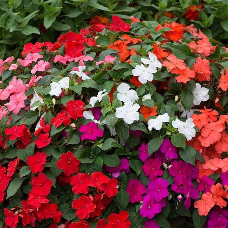 Impatiens Bizzie Lizzie Seeds – Impatiens walleriana - SHOP SEEDS