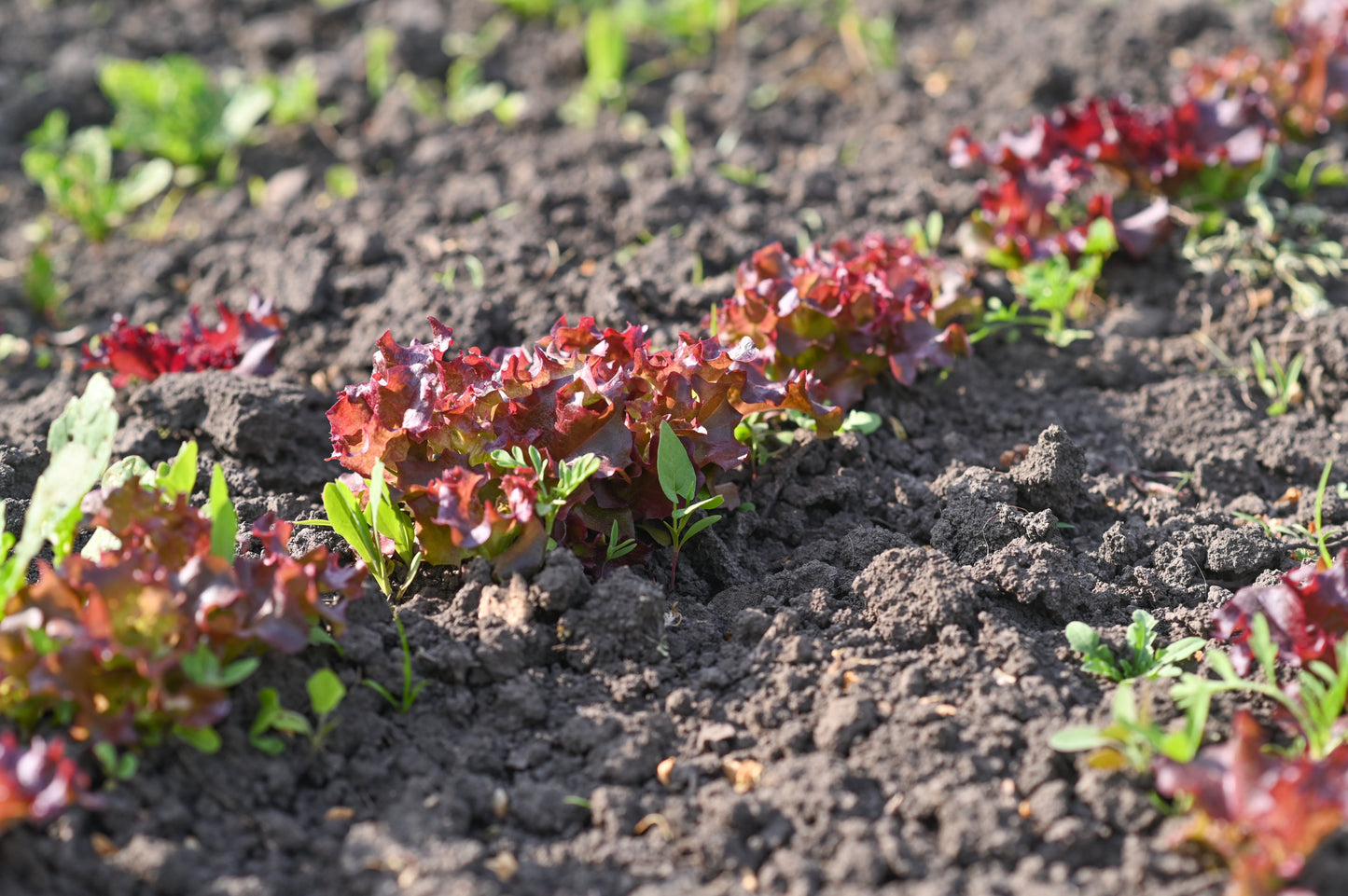 Lettuce Gourmet Mesclun Mix Seeds – Lactuca sativa - SHOP SEEDS