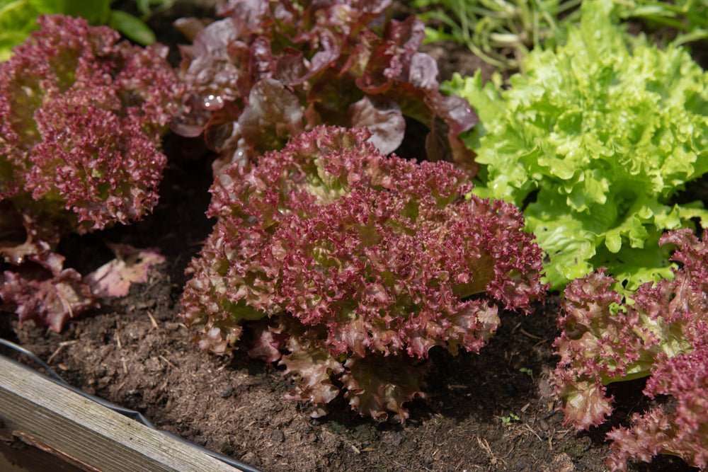 Lettuce Gourmet Mesclun Mix Seeds – Lactuca sativa - SHOP SEEDS