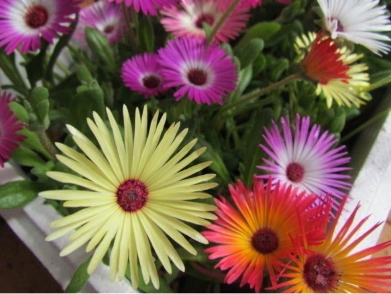 Livingstone Daisy Mixed Seeds – Dorotheanthus bellidiformis - SHOP SEEDS