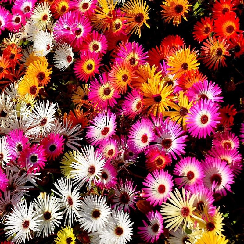 Livingstone Daisy Mixed Seeds – Dorotheanthus bellidiformis - SHOP SEEDS
