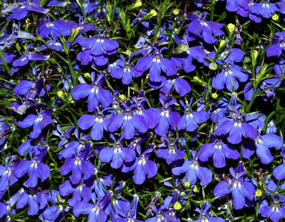 Lobelia Crystal Palace Seeds – Lobelia erinus - SHOP SEEDS