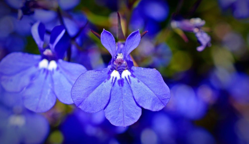 Lobelia Crystal Palace Seeds – Lobelia erinus - SHOP SEEDS