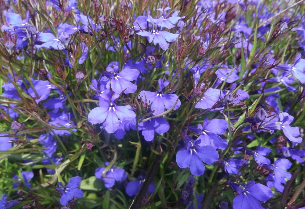 Lobelia Crystal Palace Seeds – Lobelia erinus - SHOP SEEDS