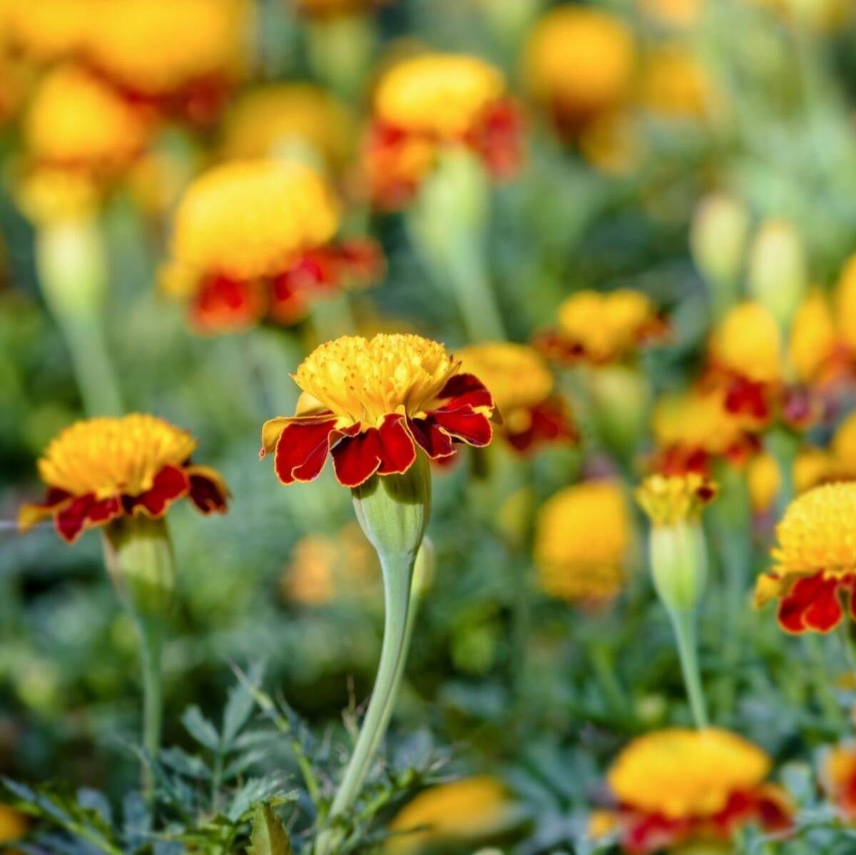 Marigold French Tiger Eyes Flower Seeds – Tagetes erecta - SHOP SEEDS