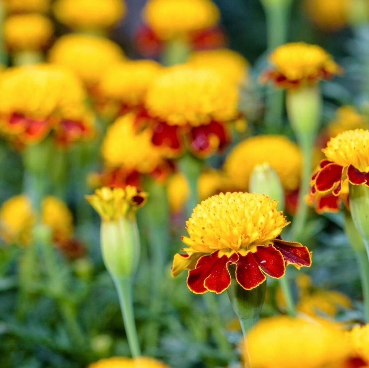 Marigold French Tiger Eyes Flower Seeds – Tagetes erecta - SHOP SEEDS