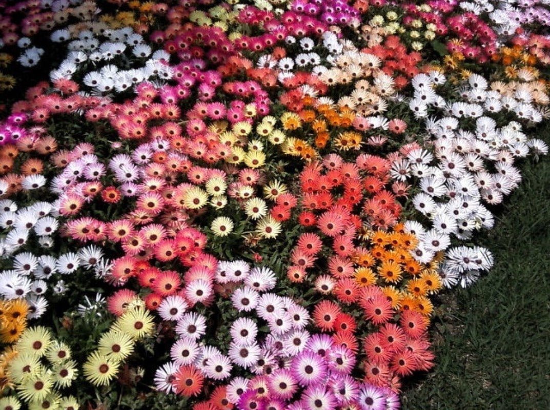 Mesembryanthemum Flower Seeds – Mesembryanthemum bellidiformis - SHOP SEEDS