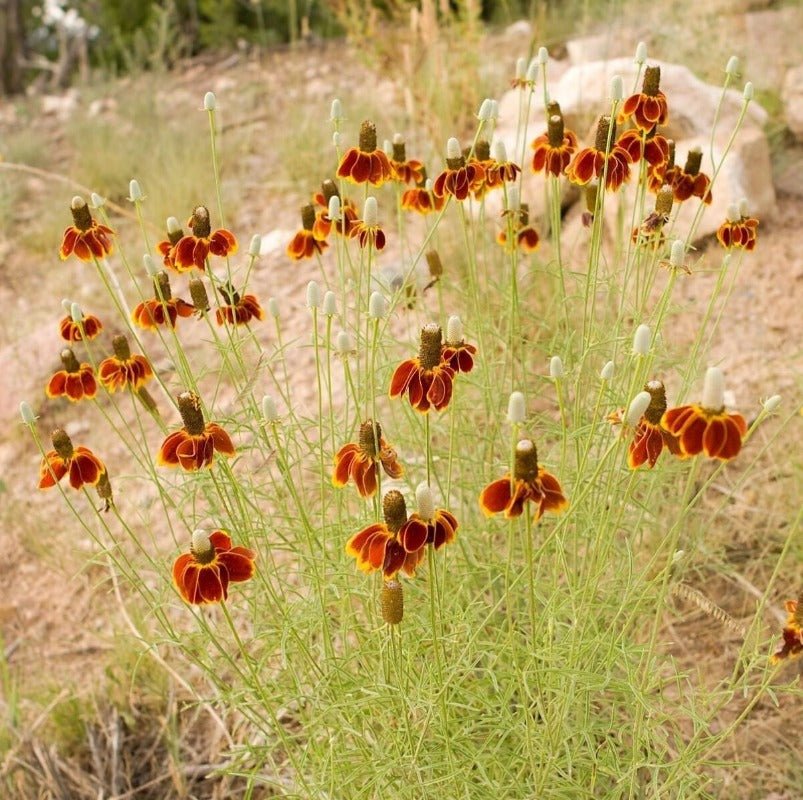 Mexican Hat Flower Seeds – Ratibida columnifera - SHOP SEEDS