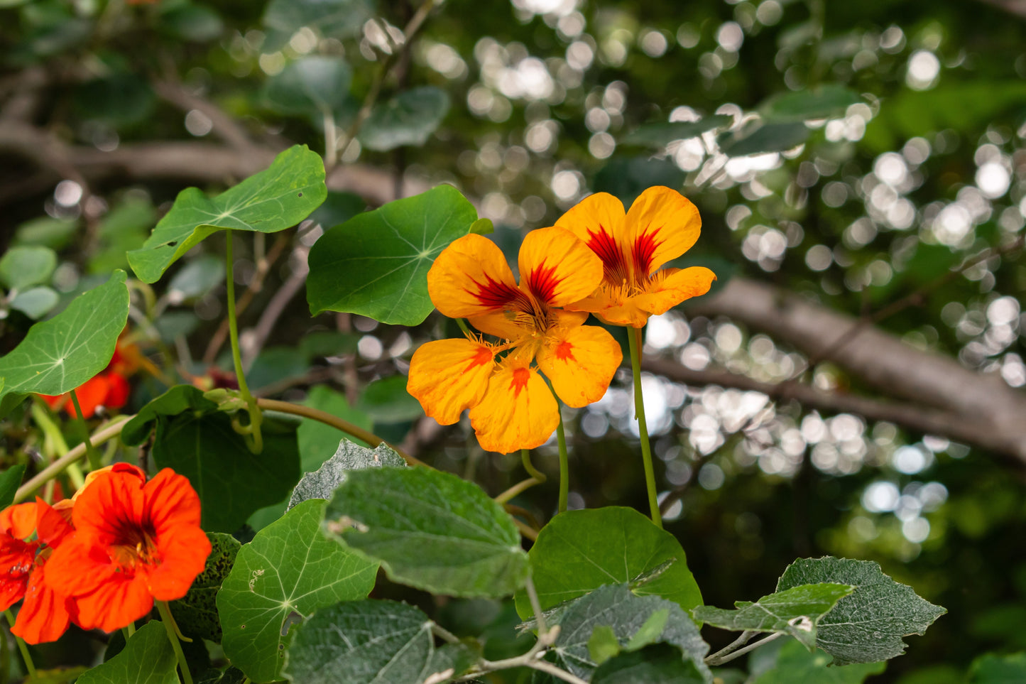 Nasturtium Jewel Mixed Seeds – Tropaeolum majus - SHOP SEEDS