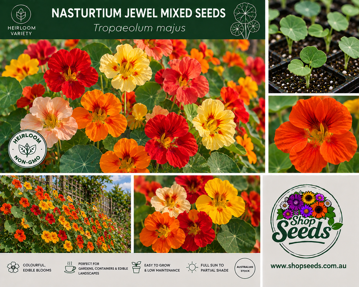 Nasturtium Jewel Mixed Seeds – Tropaeolum majus - SHOP SEEDS