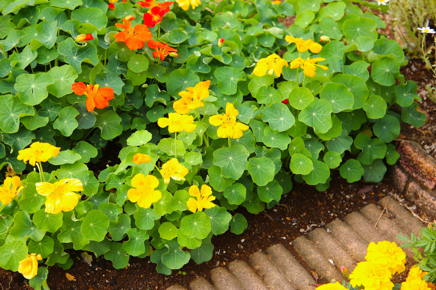Nasturtium Jewel Mixed Seeds – Tropaeolum majus - SHOP SEEDS