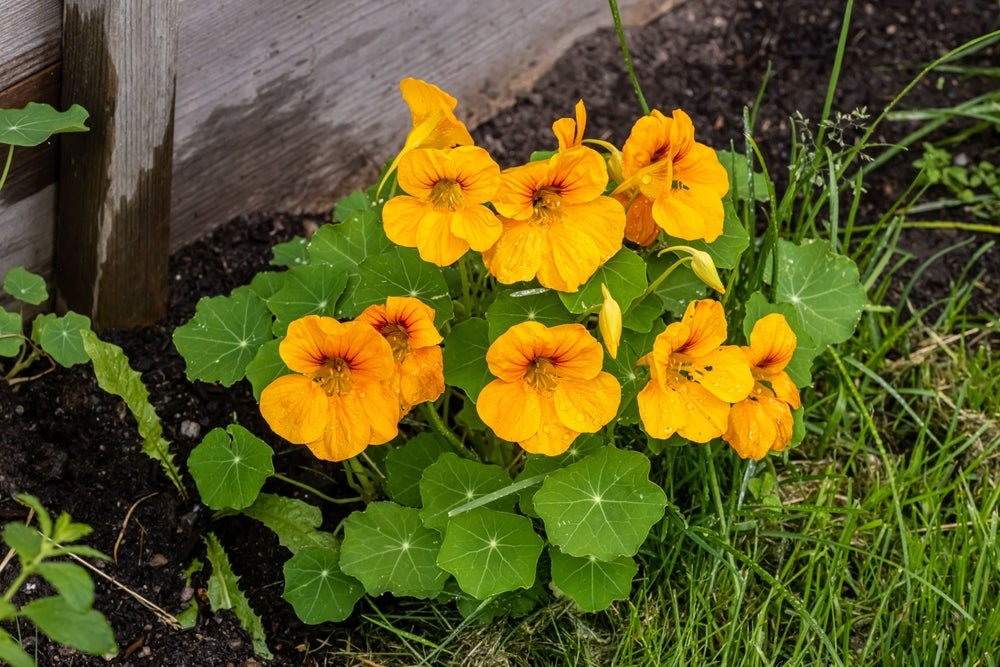 Nasturtium Jewel Mixed Seeds – Tropaeolum majus - SHOP SEEDS