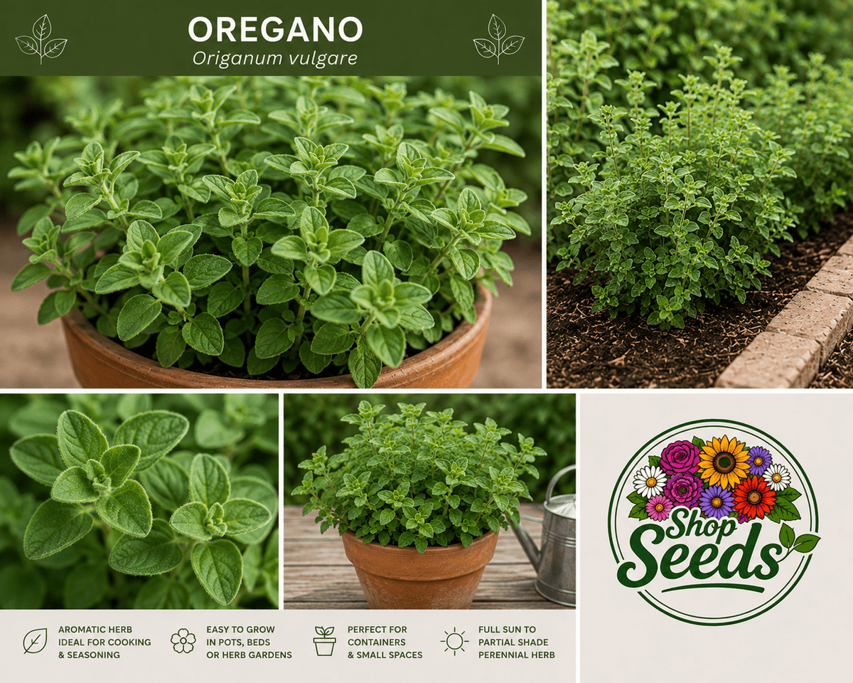 Oregano - Origanum vulgare - SHOP SEEDS