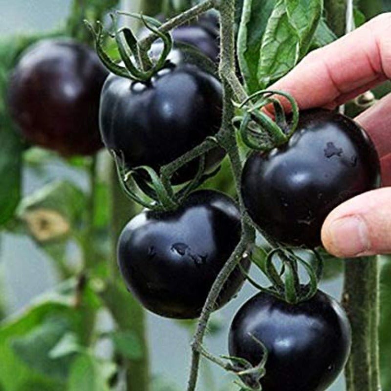 Organic Black Pearl Cherry Tomatoes Seeds – Solanum lycopersicum - SHOP SEEDS