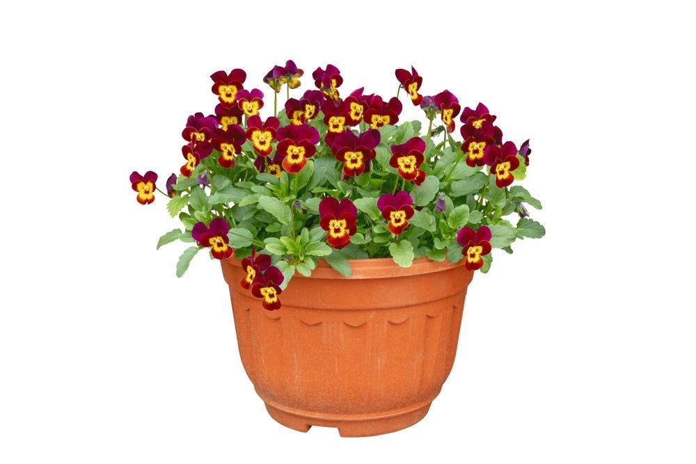Pansy Swiss Giants Flower Mix Seeds – Viola × wittrockiana - SHOP SEEDS