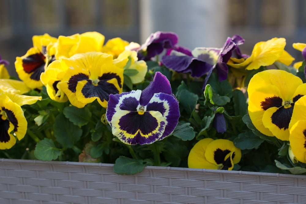 Pansy Swiss Giants Flower Mix Seeds – Viola × wittrockiana - SHOP SEEDS