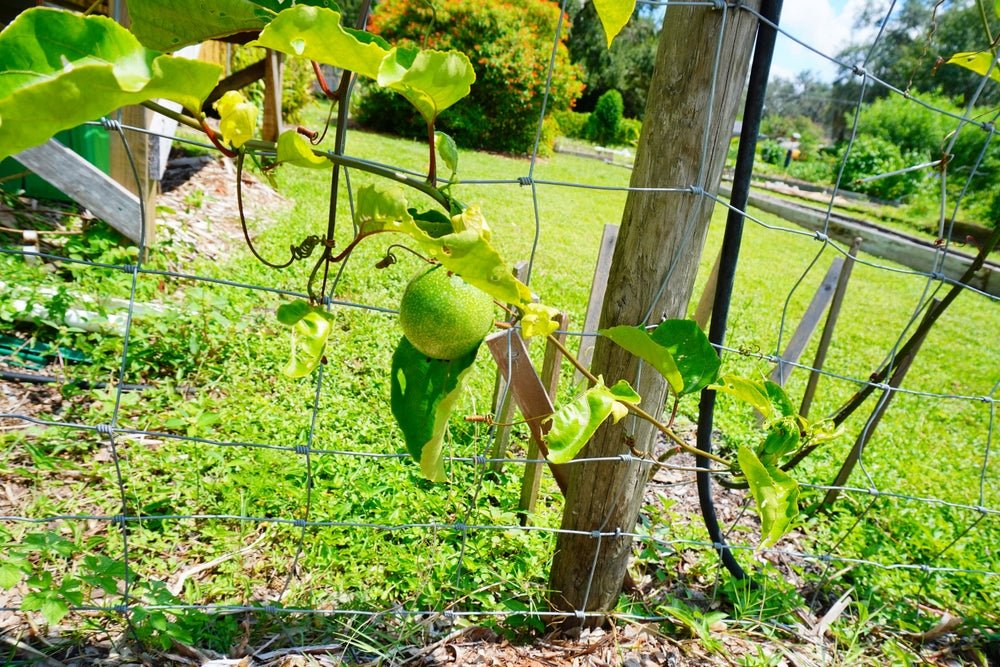 Passionfruit Seeds – Passiflora edulis - SHOP SEEDS